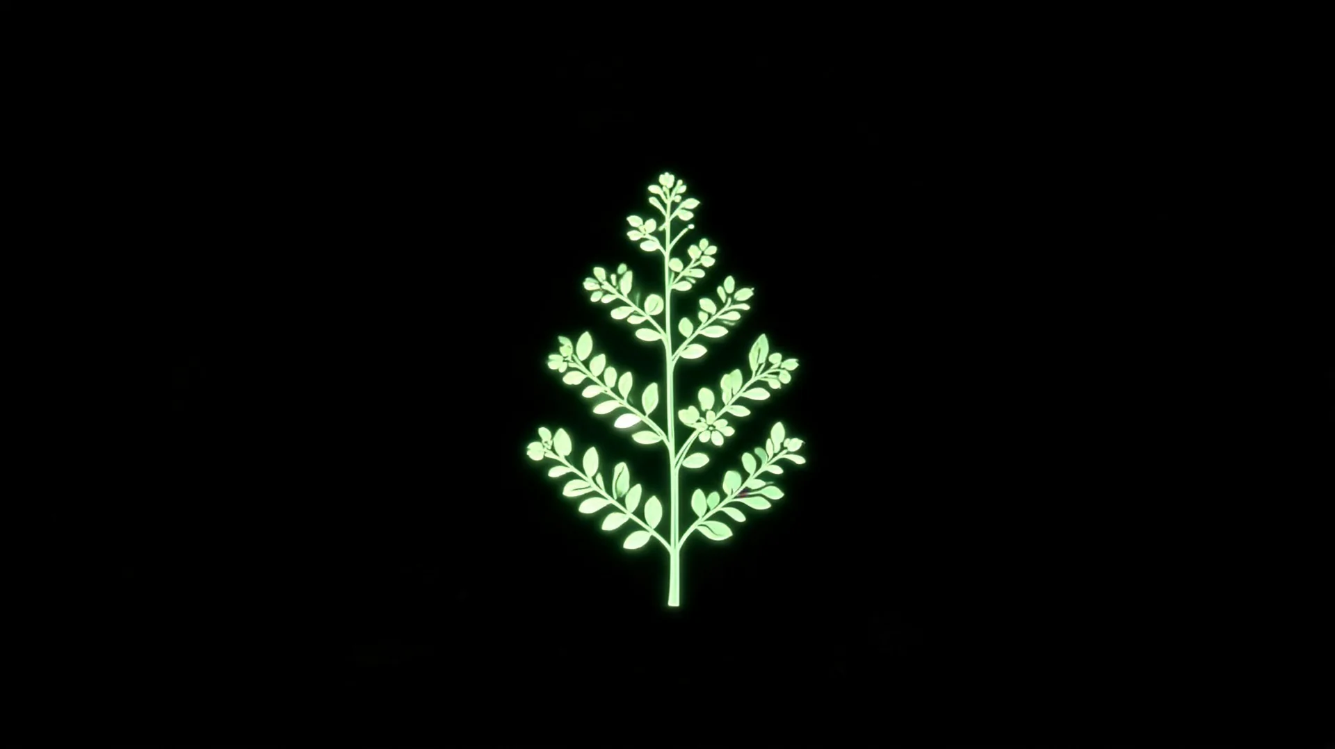Ballroom Transformation // Projection Content & Visual Asset